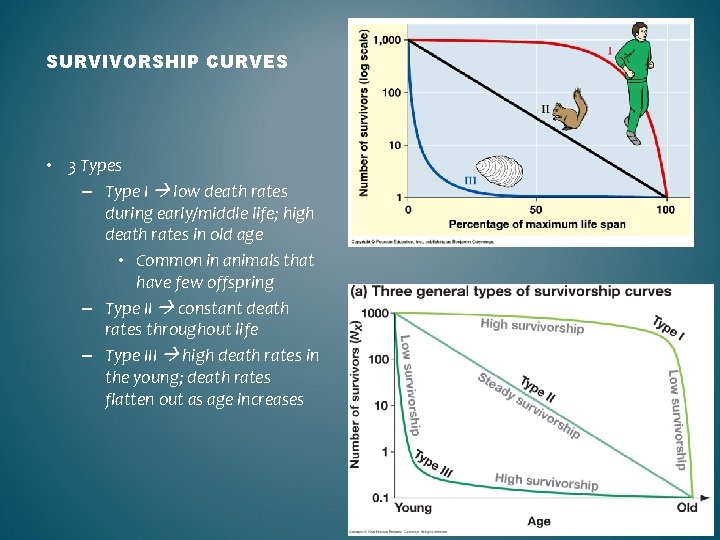 SURVIVORSHIP CURVES • 3 Types – Type I low death rates during early/middle life;