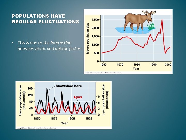 POPULATIONS HAVE REGULAR FLUCTUATIONS • This is due to the interaction between biotic and