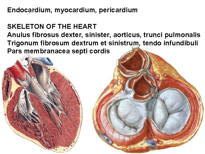 Endocardium, myocardium, pericardium SKELETON OF THE HEART Anulus fibrosus dexter, sinister, aorticus, trunci pulmonalis