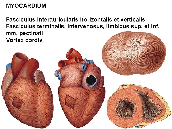 MYOCARDIUM Fasciculus interauricularis horizontalis et verticalis Fasciculus terminalis, intervenosus, limbicus sup. et inf. mm.