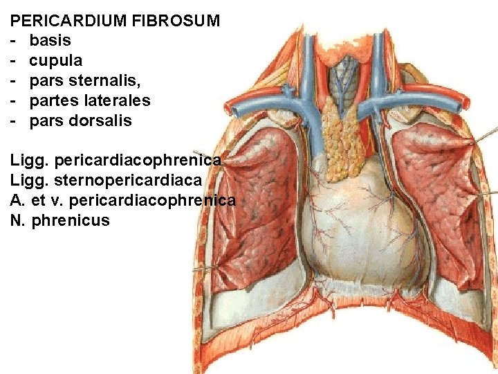 PERICARDIUM FIBROSUM - basis - cupula - pars sternalis, - partes laterales - pars