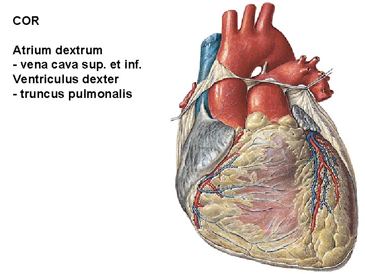 COR Atrium dextrum - vena cava sup. et inf. Ventriculus dexter - truncus pulmonalis