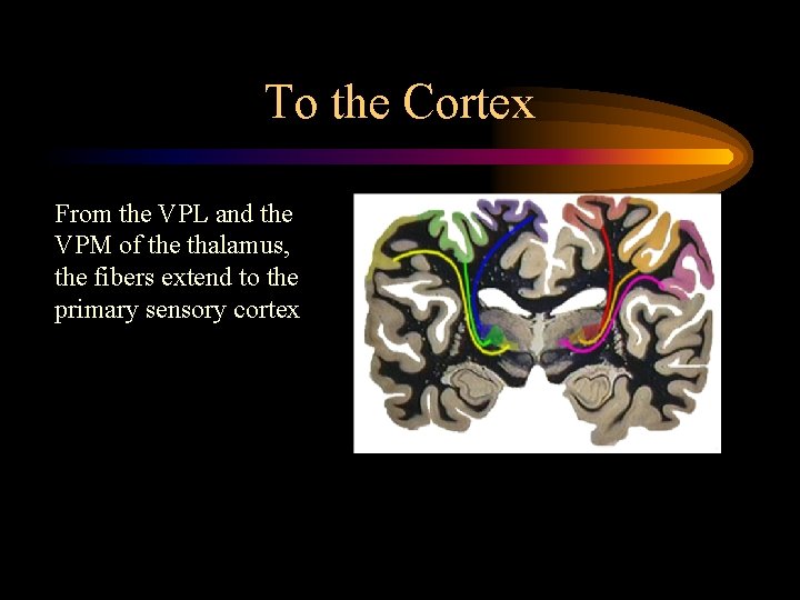 To the Cortex From the VPL and the VPM of the thalamus, the fibers