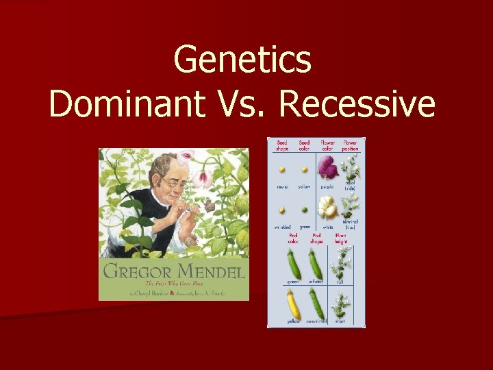 Genetics Dominant Vs Recessive Genetics n Genetics The