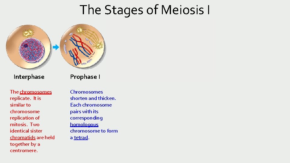 The Stages of Meiosis I Interphase The chromosomes replicate. It is similar to chromosome