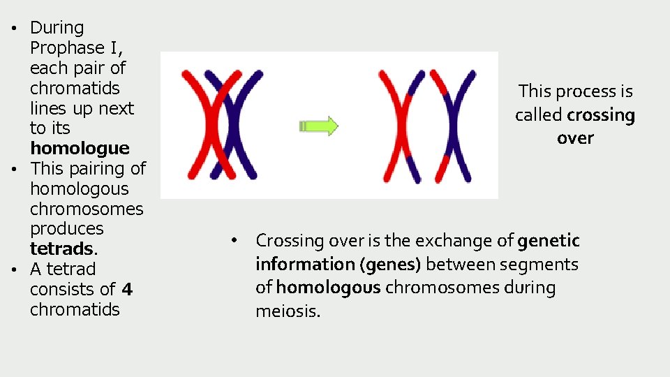  • During Prophase I, each pair of chromatids lines up next to its