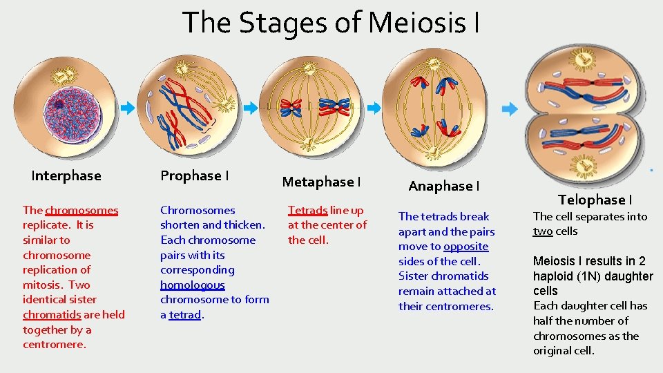 The Stages of Meiosis I Interphase The chromosomes replicate. It is similar to chromosome