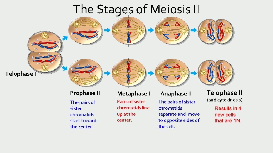 The Stages of Meiosis II Telophase I Prophase II Metaphase II The pairs of