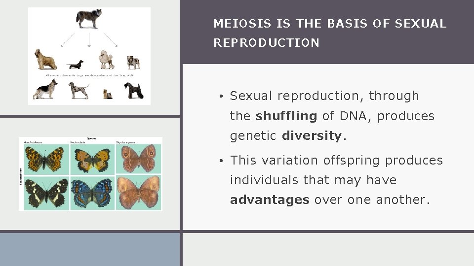 MEIOSIS IS THE BASIS OF SEXUAL REPRODUCTION • Sexual reproduction, through the shuffling of