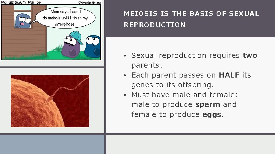 MEIOSIS IS THE BASIS OF SEXUAL REPRODUCTION • Sexual reproduction requires two parents. •