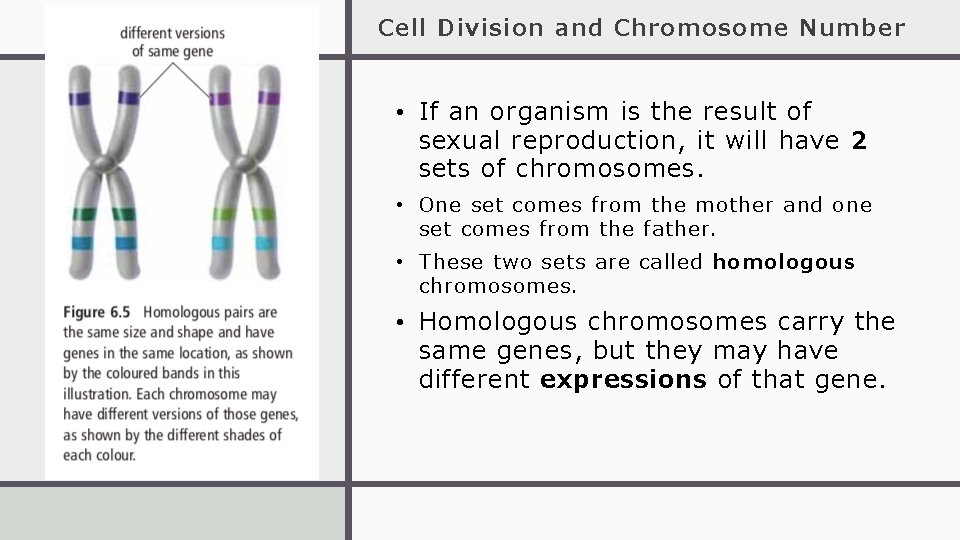 Cell Division and Chromosome Number • If an organism is the result of sexual