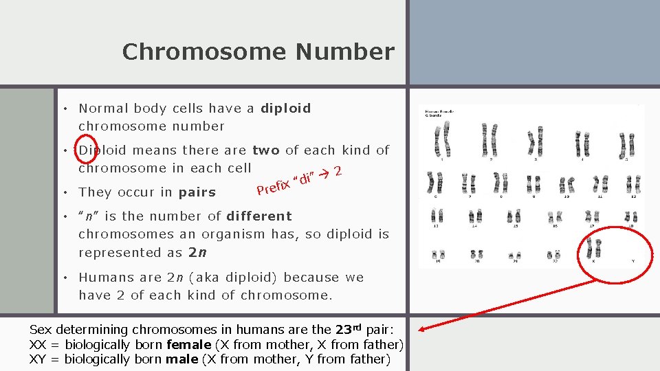 Chromosome Number • Normal body cells have a diploid chromosome number • Diploid means