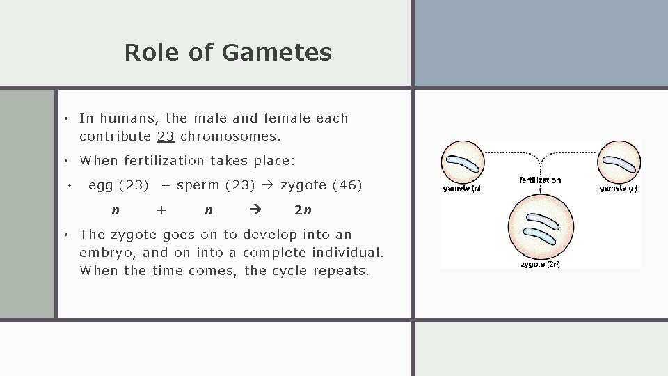 Role of Gametes • In humans, the male and female each contribute 23 chromosomes.