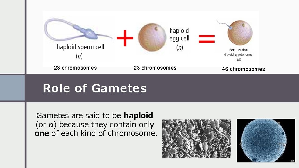 23 chromosomes Role of Gametes are said to be haploid (or n) because they