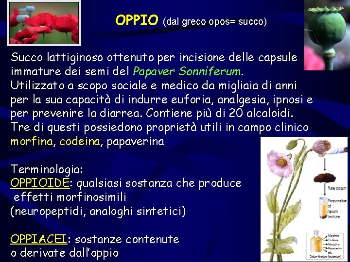 OPPIO (dal greco opos= succo) Succo lattiginoso ottenuto per incisione delle capsule immature dei