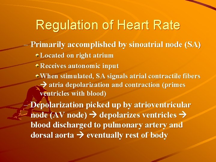 Regulation of Heart Rate – Primarily accomplished by sinoatrial node (SA) Located on right