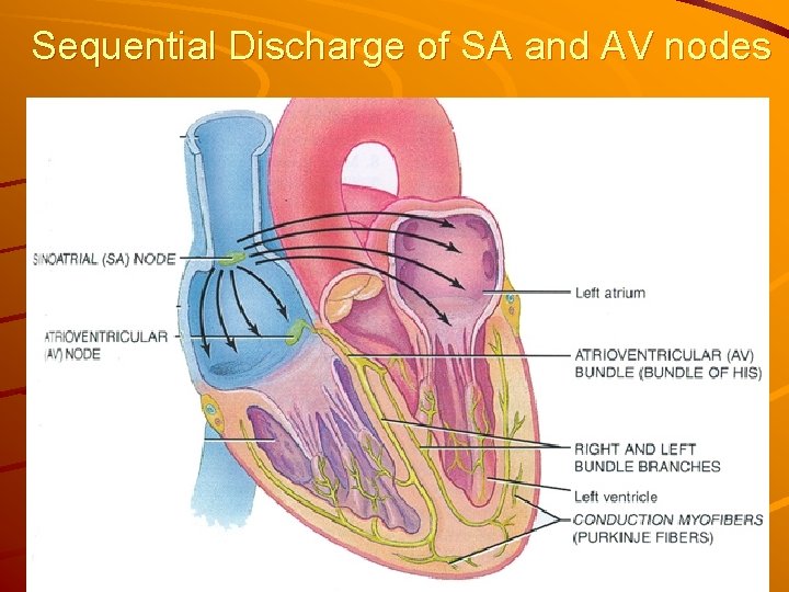 Sequential Discharge of SA and AV nodes 