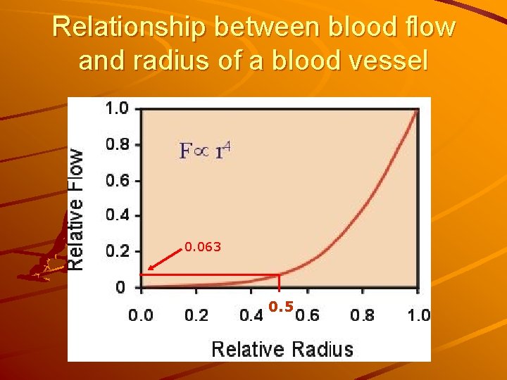 Relationship between blood flow and radius of a blood vessel 0. 063 0. 5