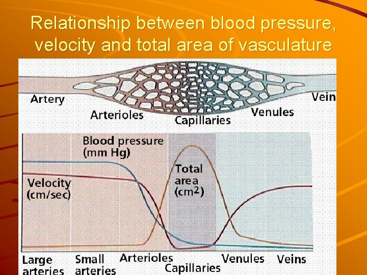 Relationship between blood pressure, velocity and total area of vasculature 