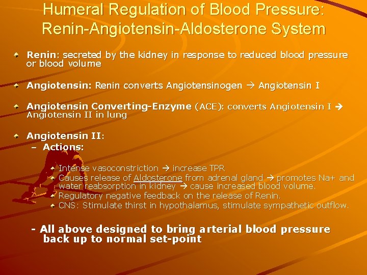 Humeral Regulation of Blood Pressure: Renin-Angiotensin-Aldosterone System Renin: secreted by the kidney in response
