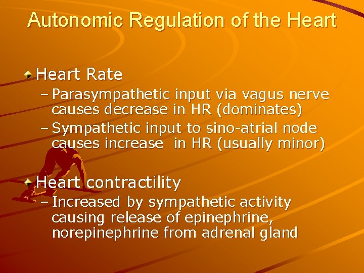 Autonomic Regulation of the Heart Rate – Parasympathetic input via vagus nerve causes decrease