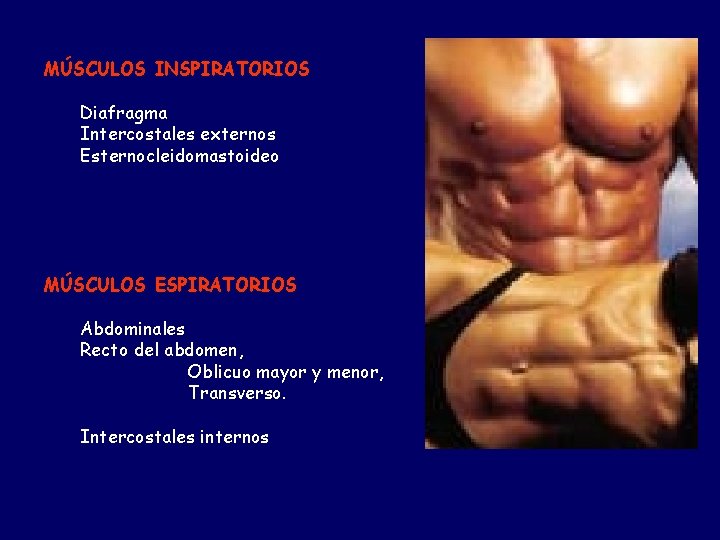 MÚSCULOS INSPIRATORIOS Diafragma Intercostales externos Esternocleidomastoideo MÚSCULOS ESPIRATORIOS Abdominales Recto del abdomen, Oblicuo mayor