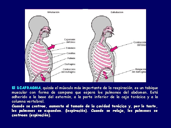 El DIAFRAGMA, quizás el músculo más importante de la respiración, es un tabique muscular
