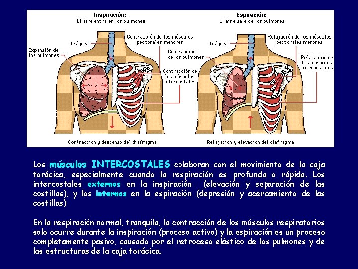 Los músculos INTERCOSTALES colaboran con el movimiento de la caja torácica, especialmente cuando la