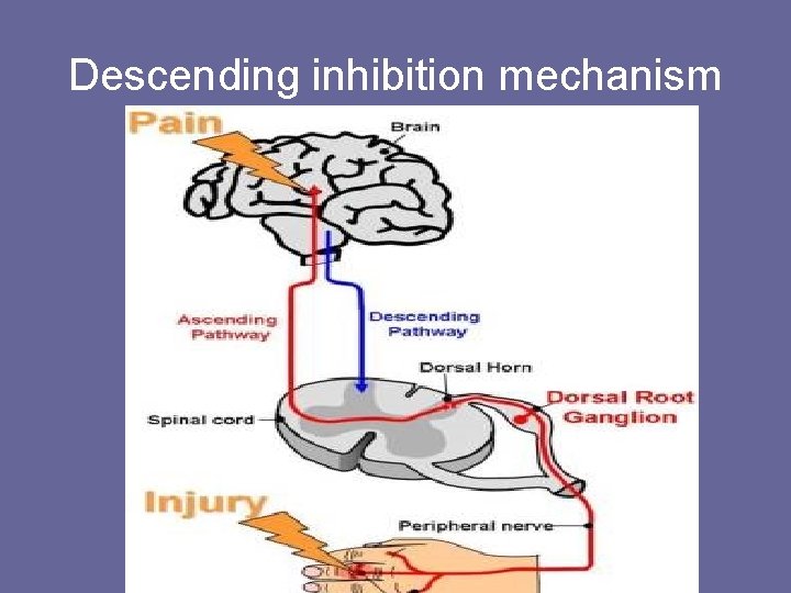 Descending inhibition mechanism 