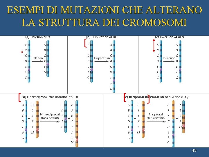 ESEMPI DI MUTAZIONI CHE ALTERANO LA STRUTTURA DEI CROMOSOMI * 45 