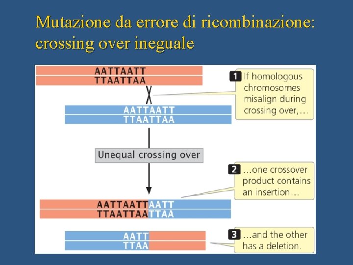 Mutazione da errore di ricombinazione: crossing over ineguale 