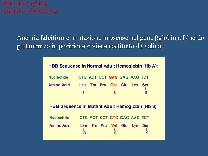 Mutazione genica esempio 1 (missenso) Anemia falciforme: mutazione missenso nel gene bglobina. L’acido glutammico