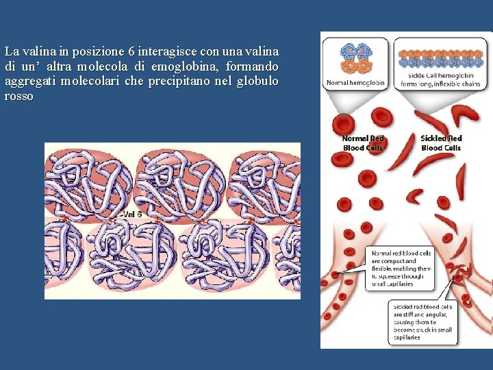 La valina in posizione 6 interagisce con una valina di un’ altra molecola di