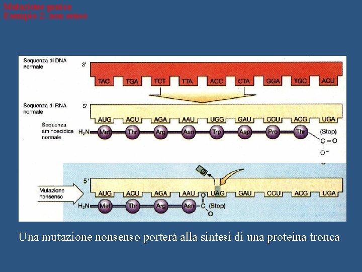 Mutazione genica Esempio 2: non senso Una mutazione nonsenso porterà alla sintesi di una