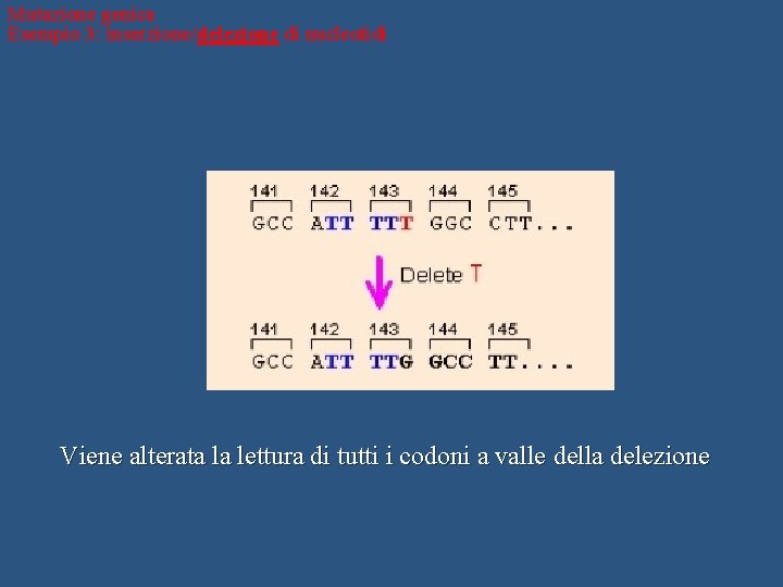 Mutazione genica Esempio 3: inserzione/delezione di nucleotidi Viene alterata la lettura di tutti i