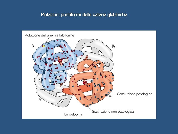 Mutazioni puntiformi delle catene globiniche 