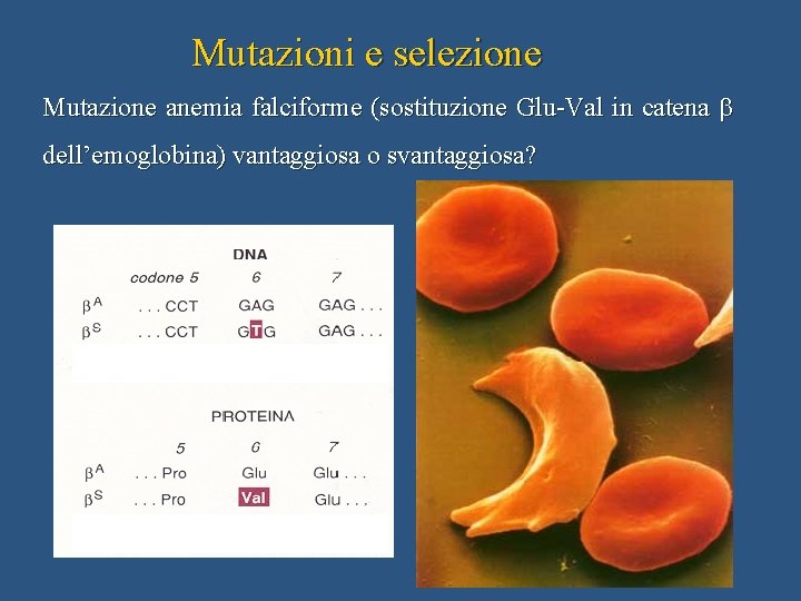 Mutazioni e selezione Mutazione anemia falciforme (sostituzione Glu-Val in catena b dell’emoglobina) vantaggiosa o