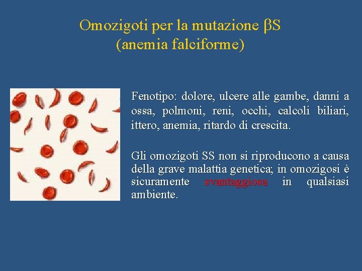 Omozigoti per la mutazione b. S (anemia falciforme) Fenotipo: dolore, ulcere alle gambe, danni