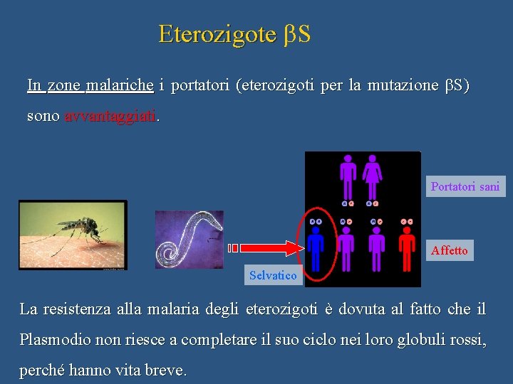 Eterozigote b. S In zone malariche i portatori (eterozigoti per la mutazione b. S)