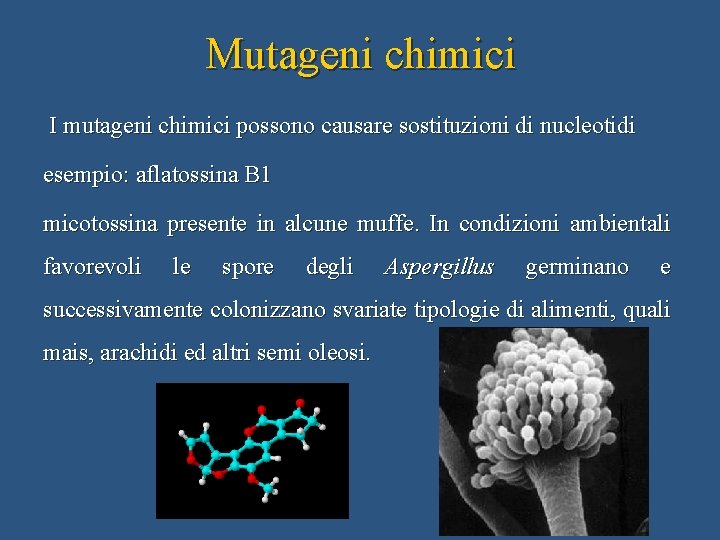 Mutageni chimici I mutageni chimici possono causare sostituzioni di nucleotidi esempio: aflatossina B 1