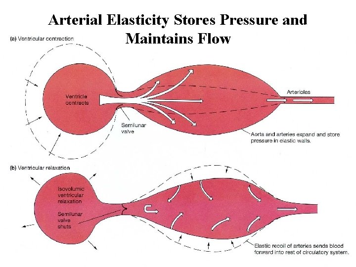 Arterial Elasticity Stores Pressure and Maintains Flow 