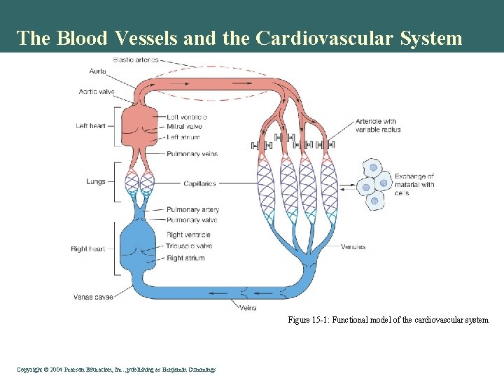 The Blood Vessels and the Cardiovascular System Figure 15 -1: Functional model of the