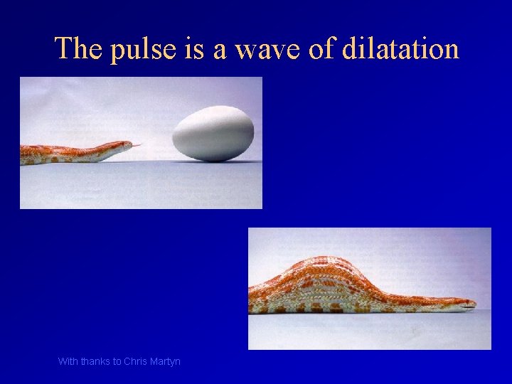 The pulse is a wave of dilatation With thanks to Chris Martyn 