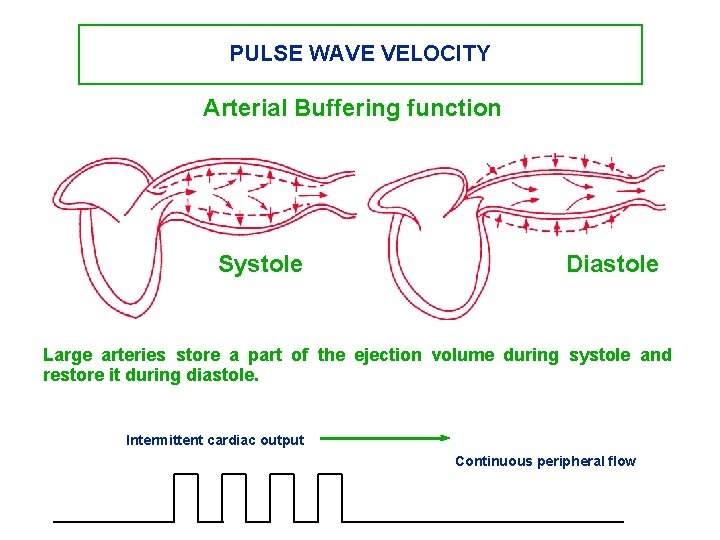 PULSE WAVE VELOCITY Arterial Buffering function Systole Diastole Large arteries store a part of