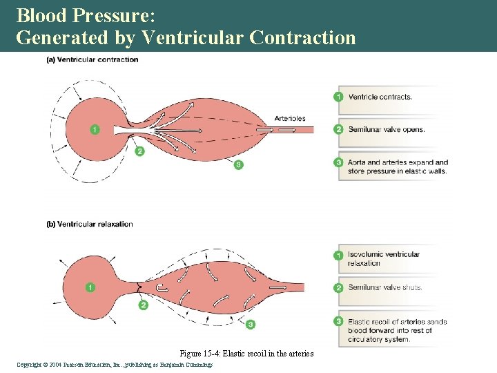 Blood Pressure: Generated by Ventricular Contraction Figure 15 -4: Elastic recoil in the arteries Blood Pressure: Generated by Ventricular Contraction Figure 15 -4: Elastic recoil in the arteries