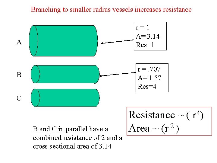 Branching to smaller radius vessels increases resistance r=1 A= 3. 14 Res=1 A r