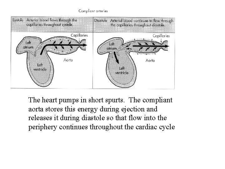 The heart pumps in short spurts. The compliant aorta stores this energy during ejection