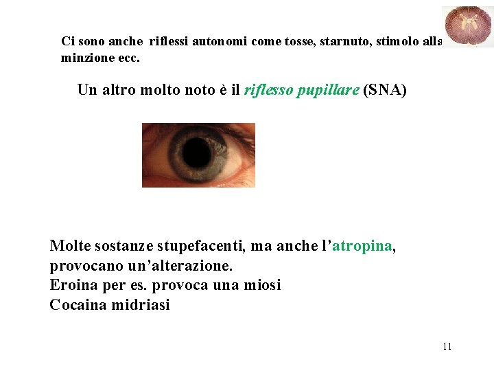 Ci sono anche riflessi autonomi come tosse, starnuto, stimolo alla minzione ecc. Un altro