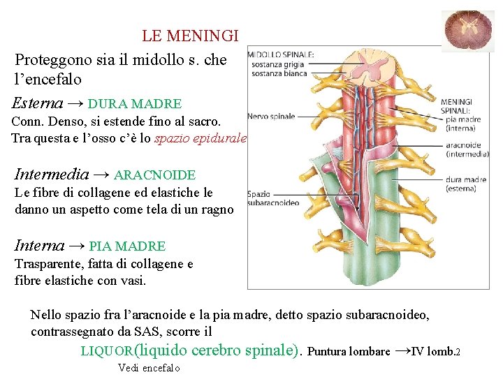 LE MENINGI Proteggono sia il midollo s. che l’encefalo Esterna → DURA MADRE Conn.