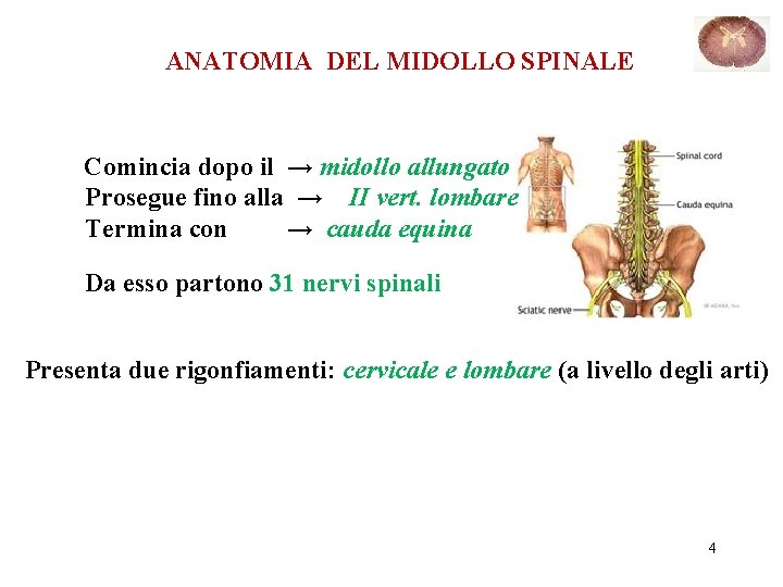 ANATOMIA DEL MIDOLLO SPINALE Comincia dopo il → midollo allungato Prosegue fino alla →